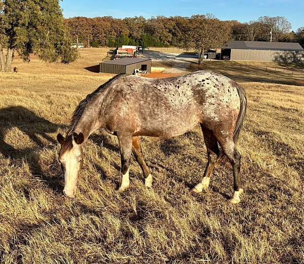 appaloosa-pony-for-sale