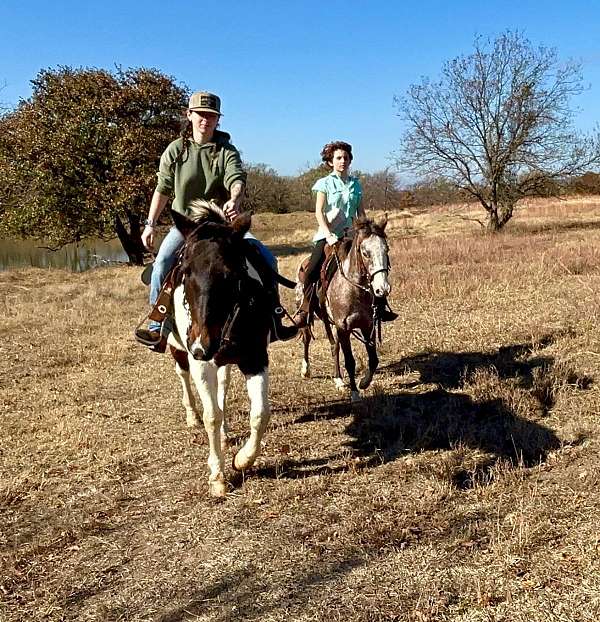 appaloosa-pony