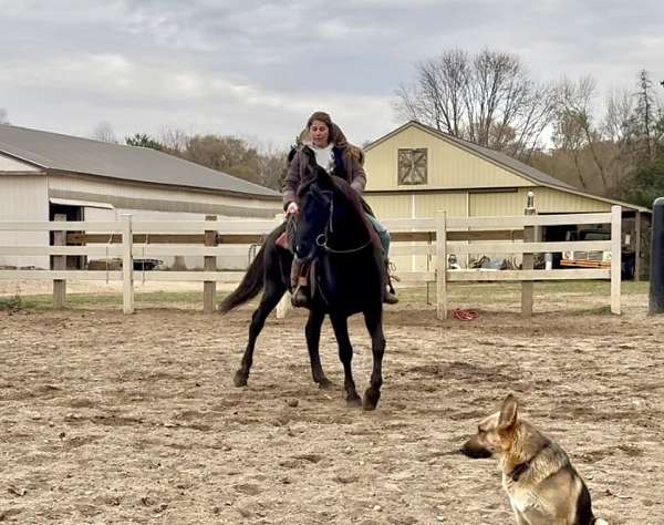 therapy-morgan-pony