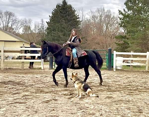 field-trial-morgan-pony