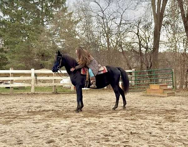 all-around-morgan-pony