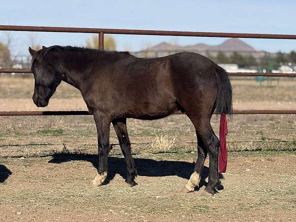 quarter-pony-for-sale
