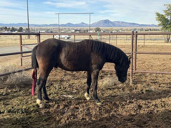 quarter-pony