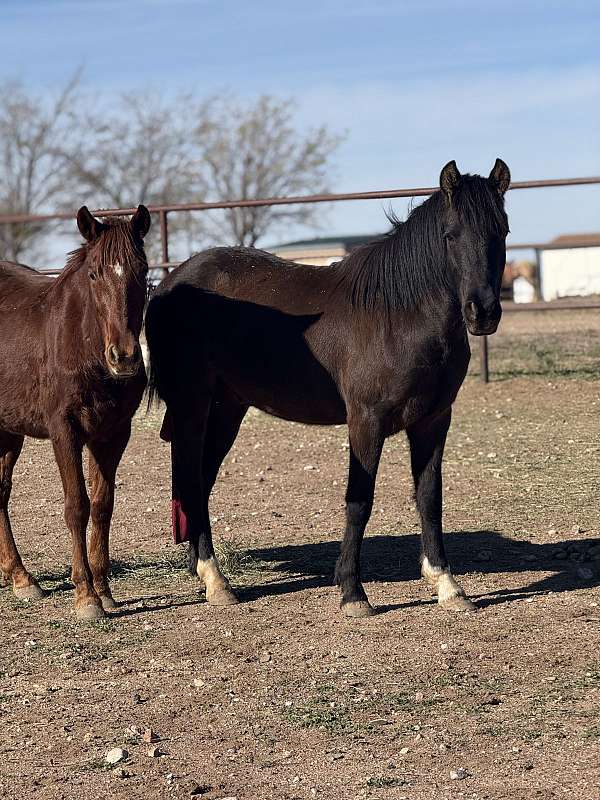quarter-pony-gelding