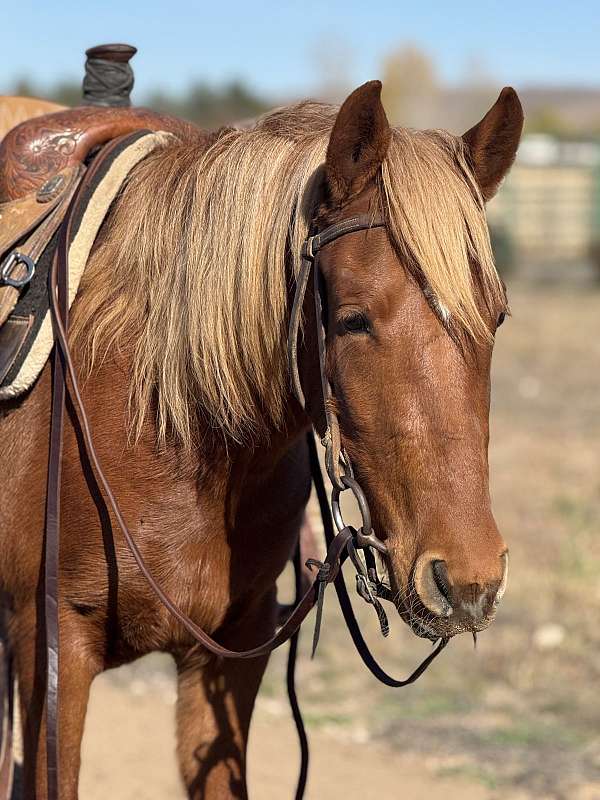 sorrel-pony-quarter-pony-filly