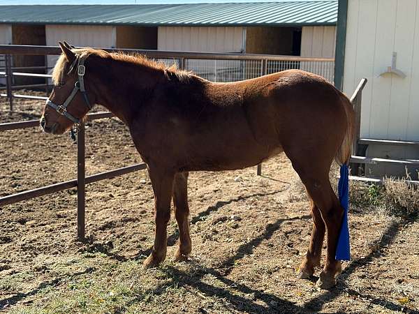 quarter-pony-filly