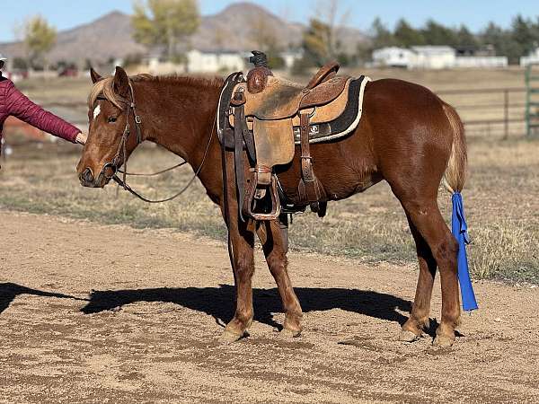 quarter-pony-for-sale