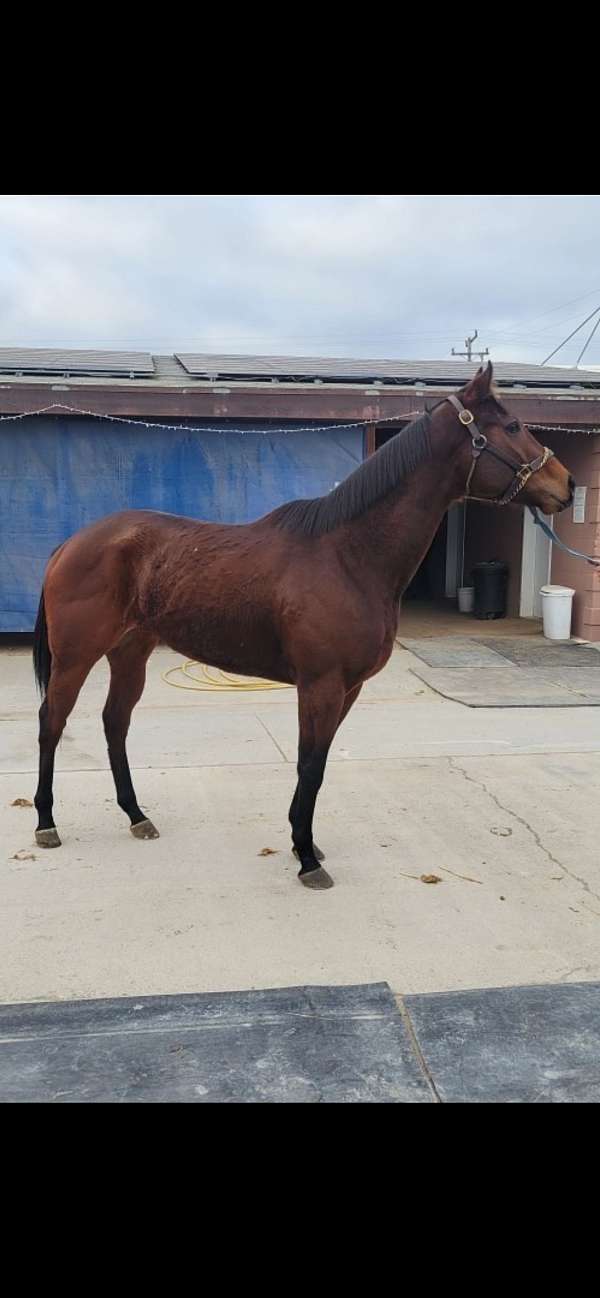 thoroughbred-mare