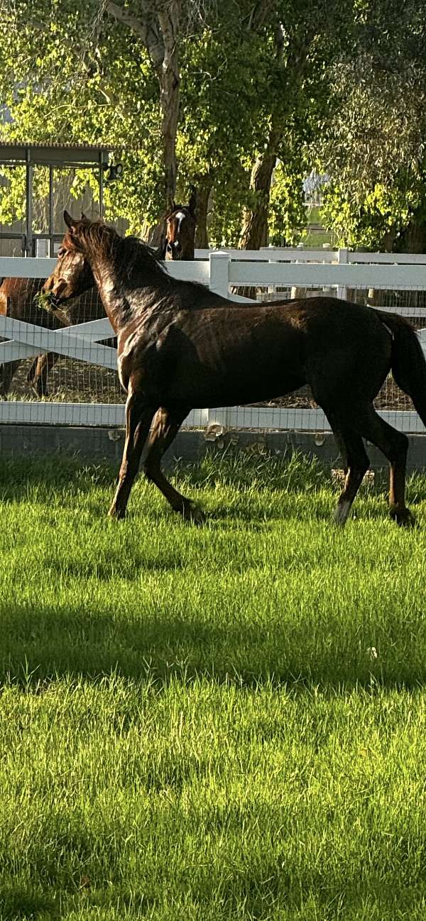 thoroughbred-horse-for-sale