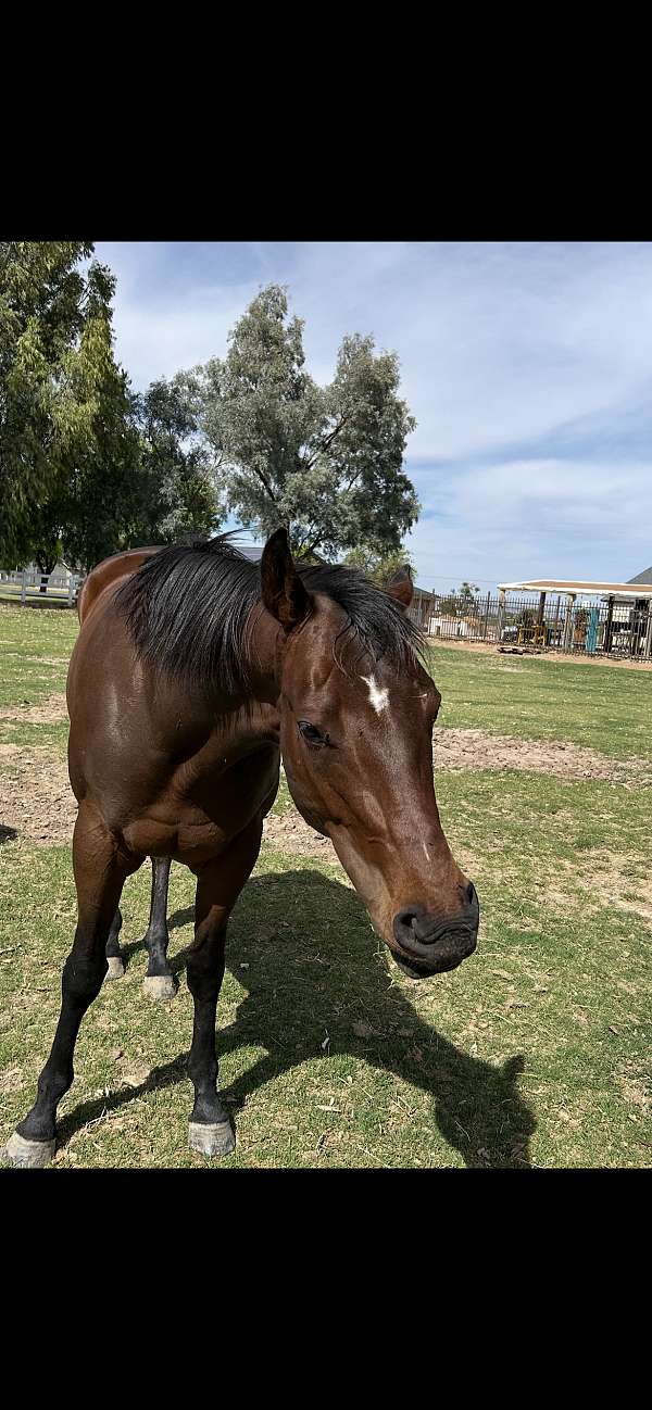 thoroughbred-horse