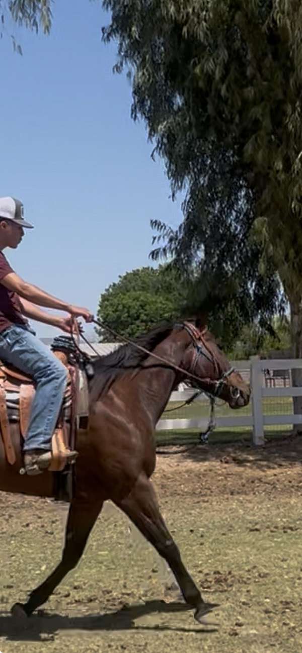 disposition-thoroughbred-horse