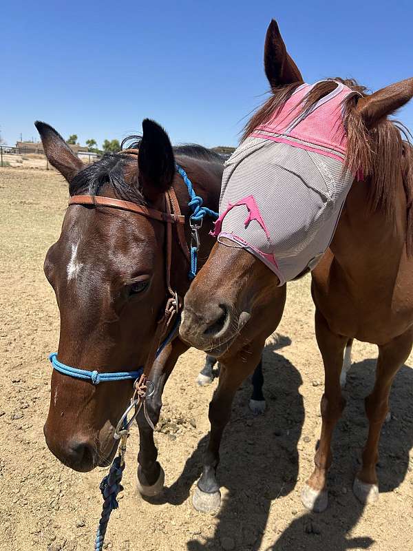 easy-thoroughbred-horse