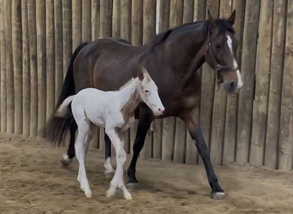 wha-horse