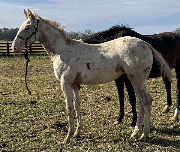 15-hand-walkaloosa-filly