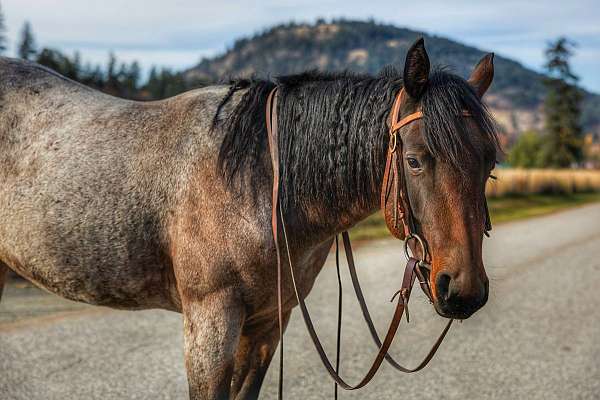 quarter-horse-filly