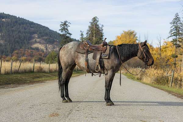 quarter-horse-for-sale
