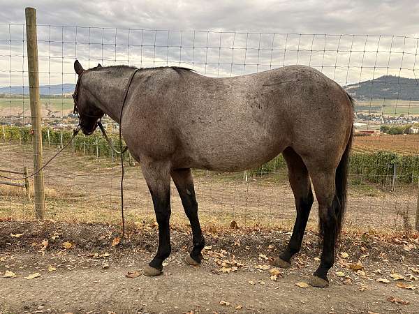 quarter-horse