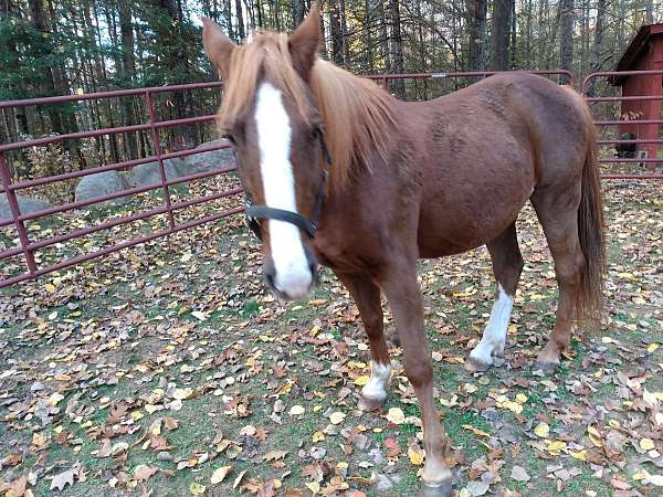 tennessee-walking-gelding