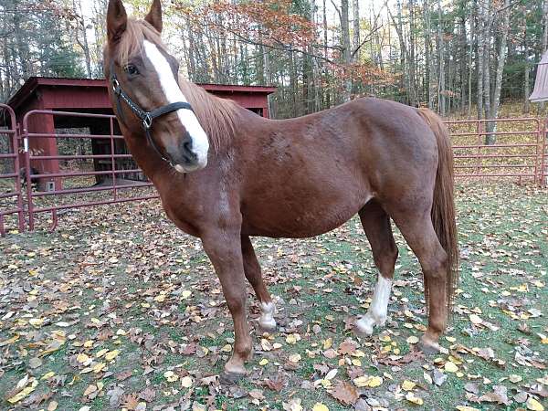tennessee-walking-horse