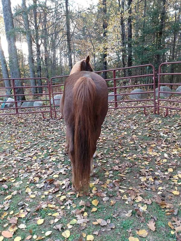 tennessee-walking-horse-for-sale