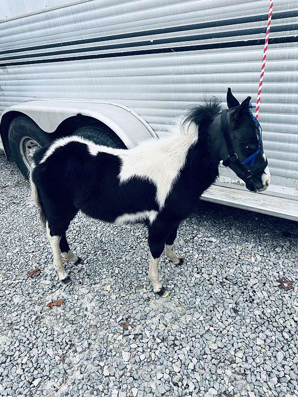 pony-stallion