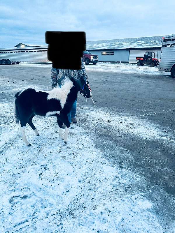 pony-for-sale
