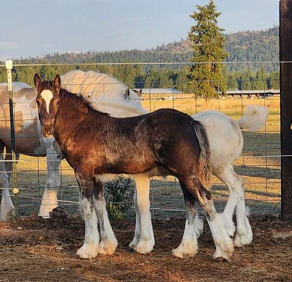 all-around-gypsy-vanner-horse