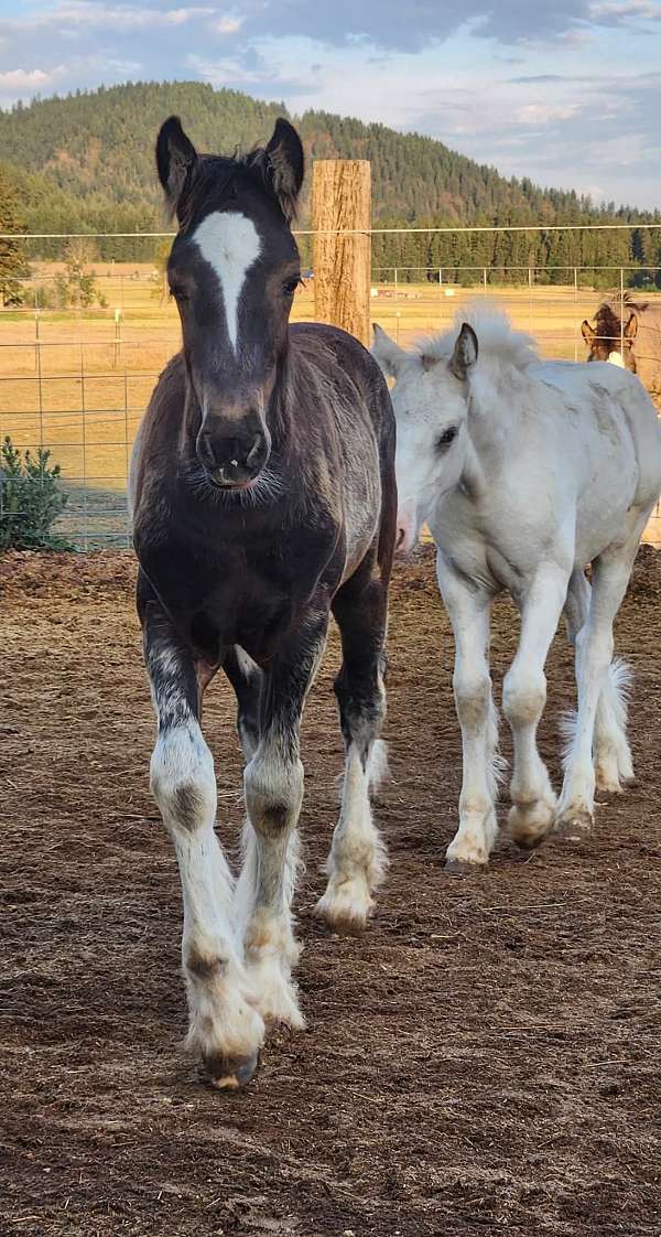 smokey-black-gypsy-vanner-colt