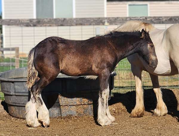 smokey-black-all-around-horse