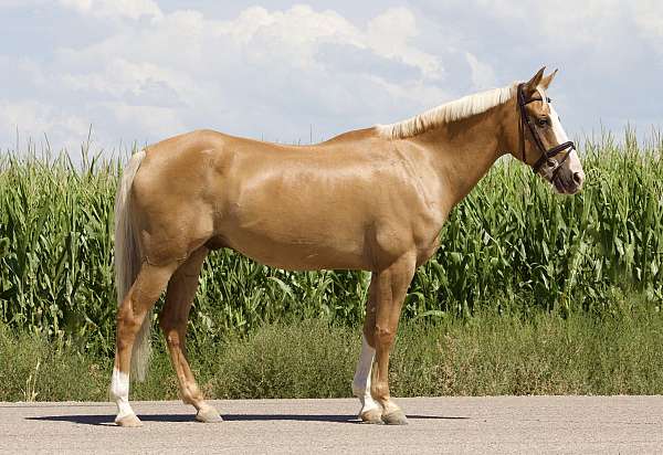 palomino-all-around-pony