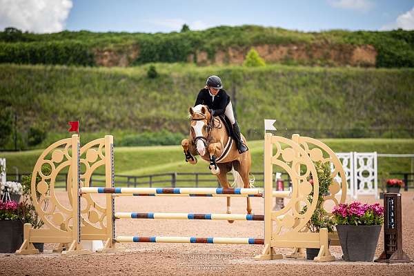 palomino-dressage-pony