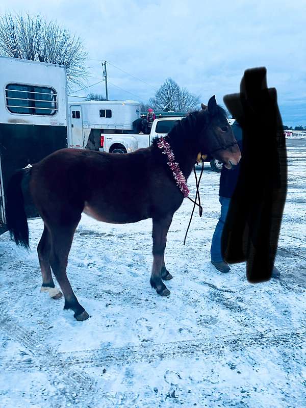 cross-racing-pony