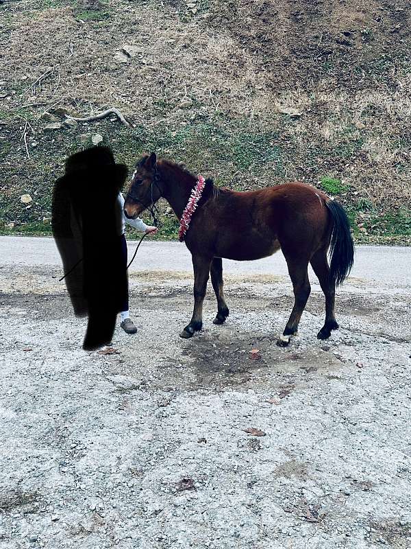 crossbred-pony-gelding