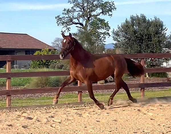 utrerano-andalusian-horse