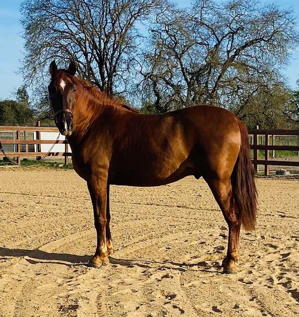 elite-bloodlines-horse