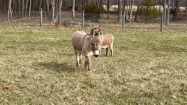 grey-donkey-gelding