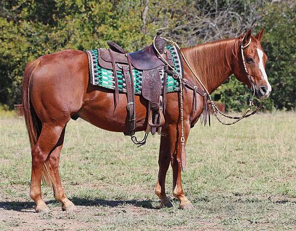 all-around-quarter-horse
