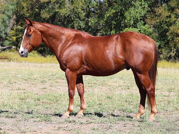 beginner-quarter-horse
