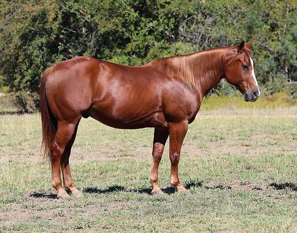 flashy-quarter-horse