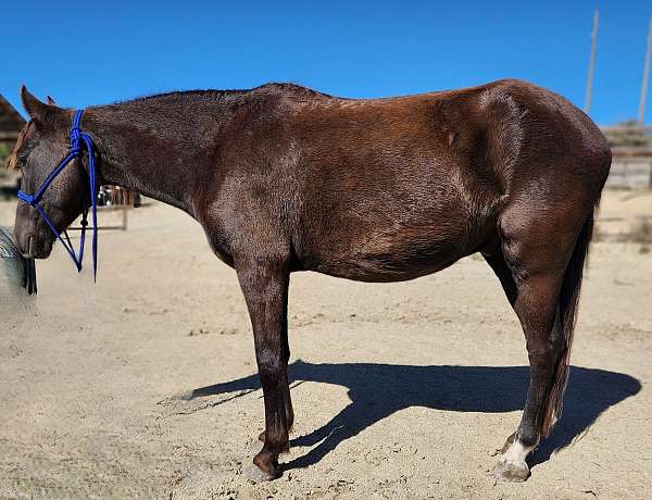 gymkhana-pony
