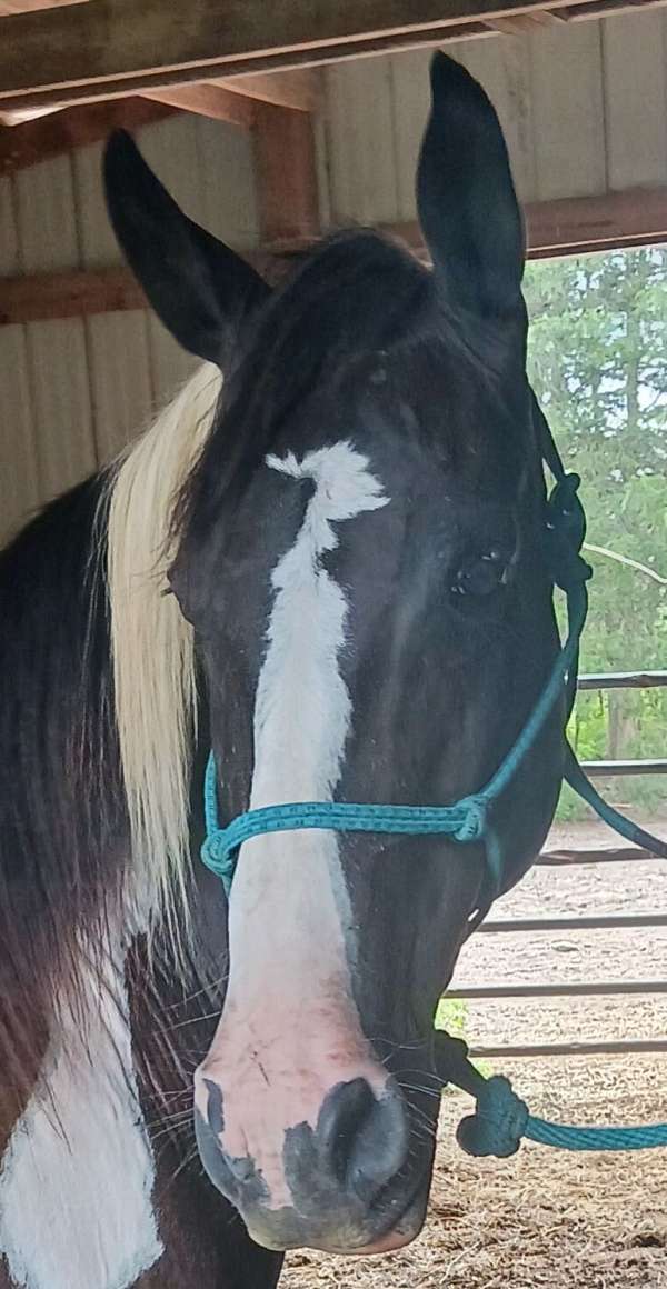 white-socks-symmetrical-front-back-horse