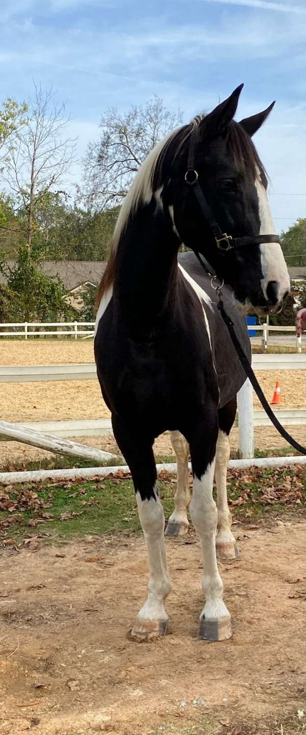 athletic-spotted-saddle-horse