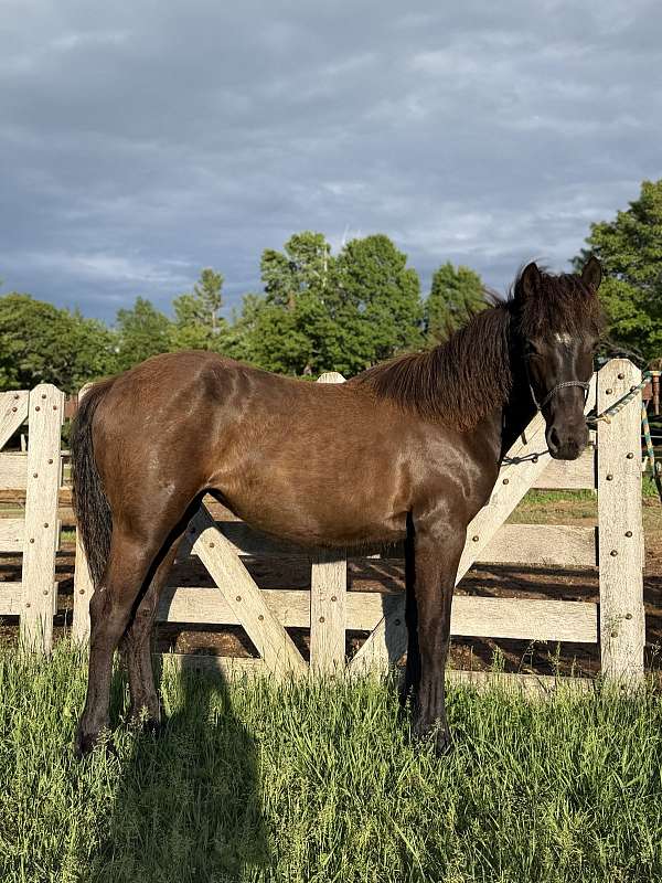 cute-canadian-horse