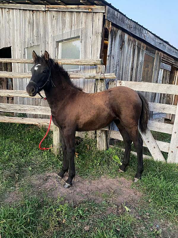 wisconsin-canadian-horse