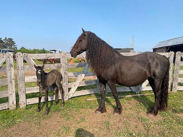 wisconsin-filly