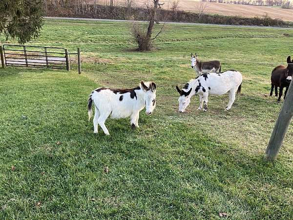 7-hand-weanling