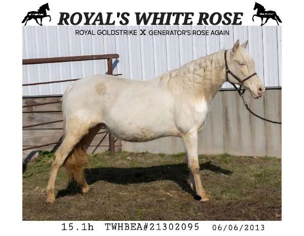 homozygous-palomino-tennessee-walking-horse
