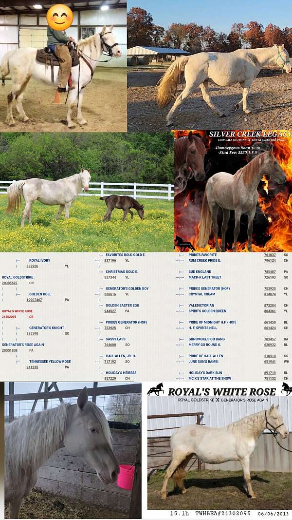 trail-riding-palomino-tennessee-walking-horse