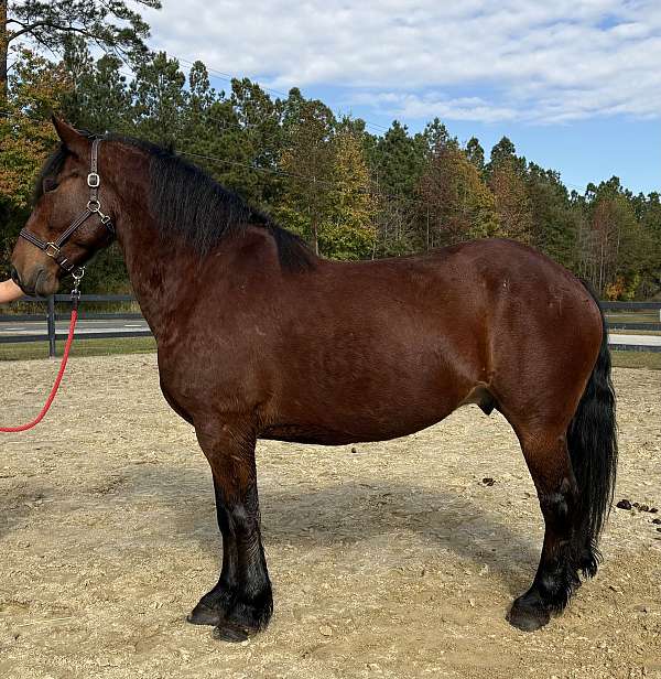bay-belgian-gelding