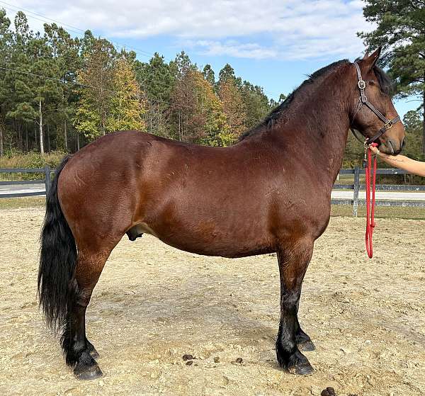 bay-gelding-for-sale